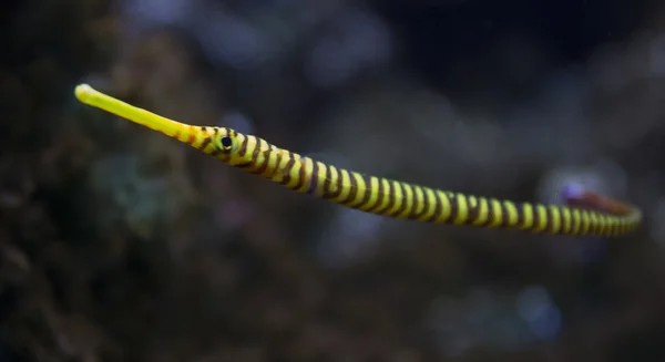 Peixe-zebra-amarelo-fino — Fotografia de Stock