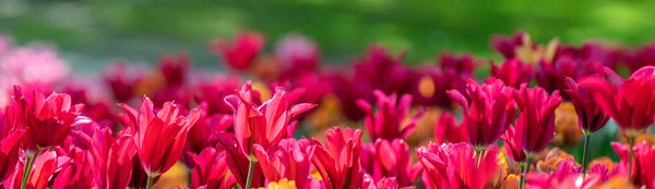 Panorama Serie Von Frühlingsblumen Nahaufnahme Schöner Tulpen Einem Tulpenfeld Mit — Stockfoto