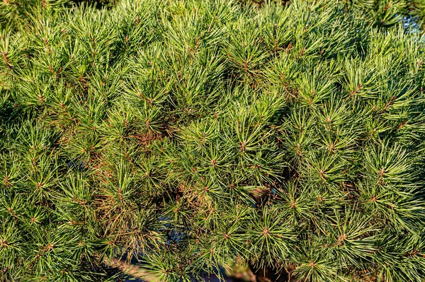 Zelená Borovice Větev Zblízka Věčně Zelený Strom Přírodní Vzor Pozadí — Stock fotografie