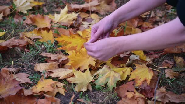 Woman Collects Bouquet Maple Leaves Maple Leaves Vibrant Fall Colors — Stock Video