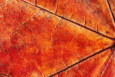 kırmızı renkli kuru akçaağaç yaprağı ve güzel bir dokusu var. Yaprak yüzeyi yakın plan.