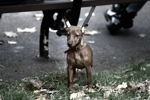 Σκύλος Φυλάει Τον Ιδιοκτήτη Ενώ Ξεκουράζεται Ένα Παγκάκι Στο Πάρκο — Φωτογραφία Αρχείου