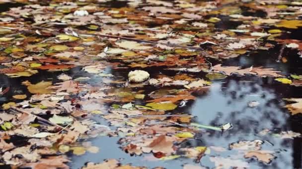 Beautiful Autumn Landscape Fallen Colorful Autumn Leaves Float Surface Water — Stock Video