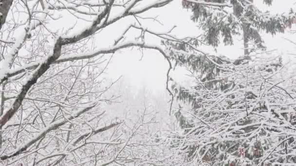 Den Första Snön Faller Det Fluffig Snö Grenarna Vackert Vinterlandskap — Stockvideo