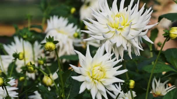 Weiße Dahlienblüte Nahaufnahme Dahlienblüte Voller Blüte Garten — Stockvideo