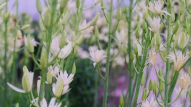 Bahçede Camassia Leichtlinii Caerulea çiçeğinin güzel beyaz yaprakları. Beyaz çiçek tarlası.