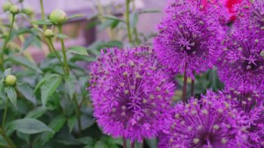 Bahçedeki dev Allison çiçeğinin güzel menekşe yaprakları. Mor bir Allium çiçeği tarlası..