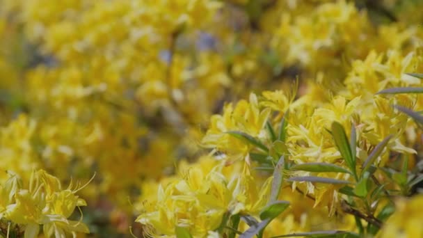 Schöne Gelbe Rhododendronblüte Botanischen Garten Sträucher Mit Gelben Blüten Frühling — Stockvideo