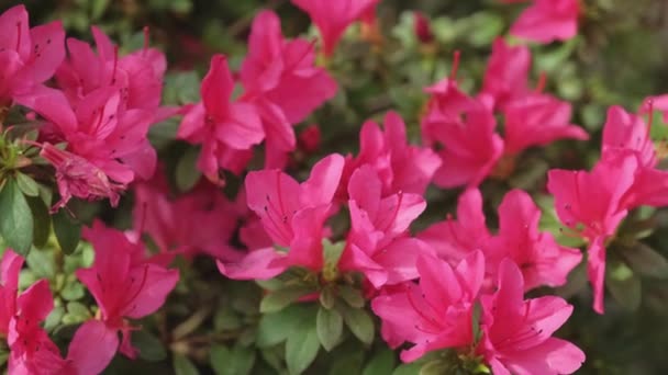 Beautiful Pink Azalea Flower Garden Field Red Flowers Spring — Stock Video