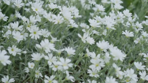 Witte Venkelbloem Veel Witte Bloemen Het Veld Bloeien Prachtig — Stockvideo