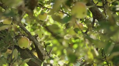 Sıcak güneşin altında bahçede olgun elmalar. Dallarda taze ve sulu elmalar.