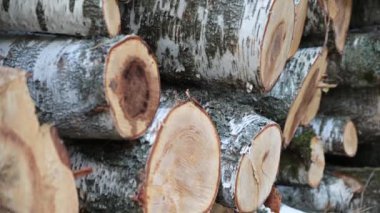 Ormanın kıyısındaki bir odun yığınına yakın çekim. Yığınla odun. Kütük yığınları, kereste endüstrisi..