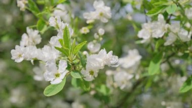 Güneşli bir günde yasemin dalı açıyor. Güzel kar beyazı yasemin çiçekleri bahar bahçesinde.
