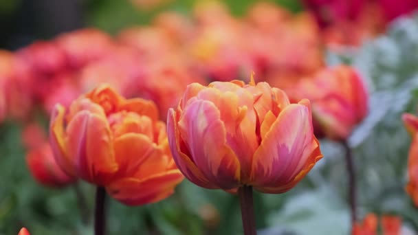Kwiat Pomarańczy Tulipany Ciągu Dnia Grupa Świeżych Kwiatów Tulipanów Polu — Wideo stockowe