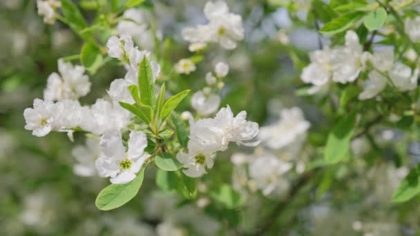 艳阳天盛开的茉莉花枝条 春天花园里美丽的雪白茉莉花 — 图库视频影像