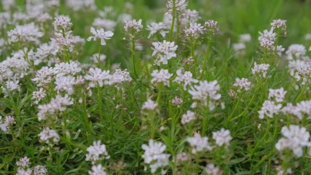 Lit Fleurs Iberis Sempervirent Jour Ensoleillé Groupe Fleurs Blanches Fraîches — Video