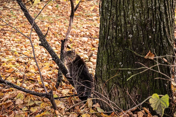 Eine Schöne Gestreifte Straßenkatze Neben Einem Baum Auf Einem Hintergrund — Stockfoto