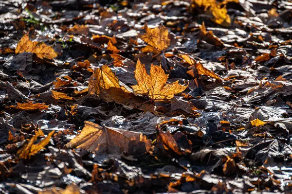 Herfst Gevallen Gele Esdoorn Bladeren Het Park Liggen Grond Met — Stockfoto