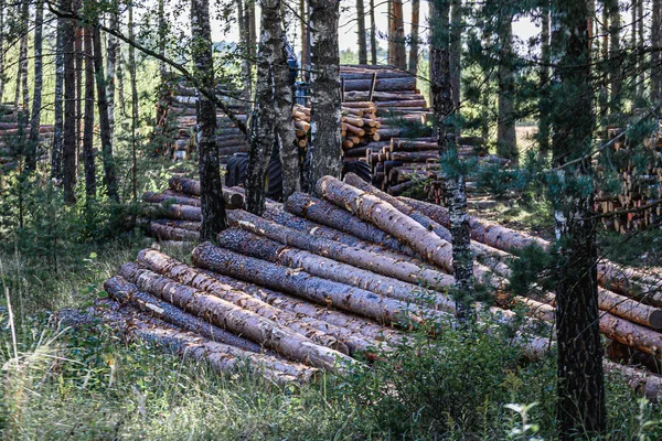 Illegal logging. Piles of logs in the middle of the forest after cutting. — Stock Image Illegal Logging Piles Logs Middle Forest Cutting Stock Image