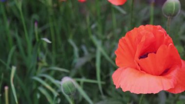 Bahar bahçesindeki yeşil arka planda kırmızı gelincik çiçeği.