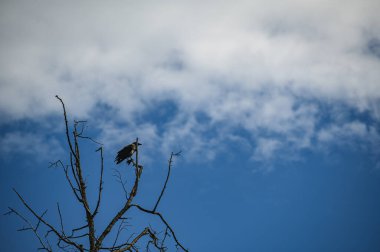 Kapüşonlu karga yapraksız bir ağacın dalında oturur. Mavi gökyüzüne karşı kurumuş ağaç.