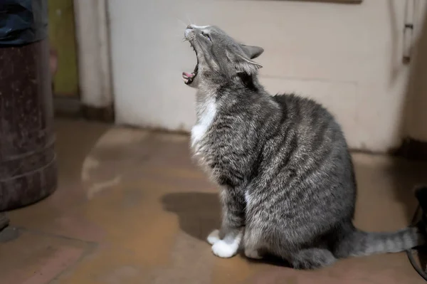 Gato Cinza Doméstico Bocejos Com Boca Aberta Sentado Chão — Fotografia de Stock