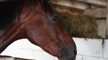 At ağızlığı yakın plan. At gözleri. At suratlı. At burnu yakın plan..