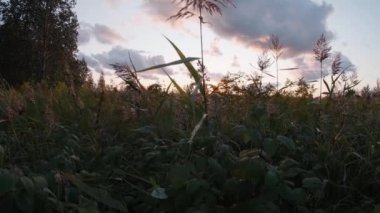 Tarlanın üzerinde bulutlu bir gökyüzü ile güzel bir gün batımı uzun otlarla kaplıdır..