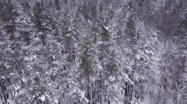 Karda güzel bir kış ormanı. Bitmeyen yeşil bir ormanda karlı bir kış. Ormandaki karlı kışın resimli doğası. hava görünümü