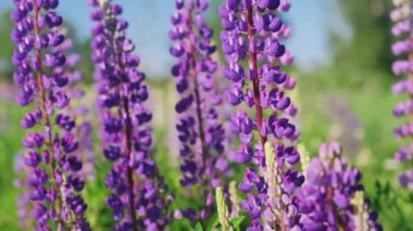 Mor çayır çiçekleri baharda yeşil arka planda yakın plan.