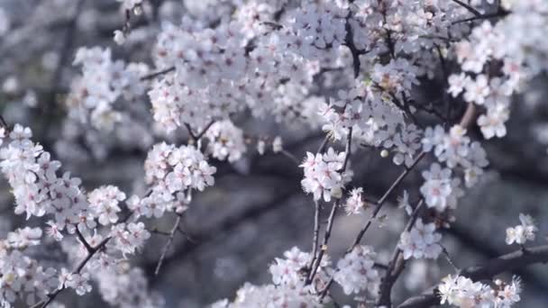 Ramas Flores Fragantes Cereza Dulce Flores Cerezo Primavera Sakura — Vídeo de stock