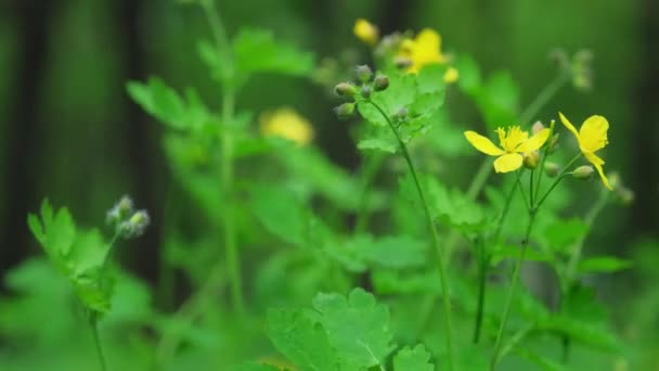 Blooming Yellow Celandine Park Beautiful Spring Flowers Close — Stock Video