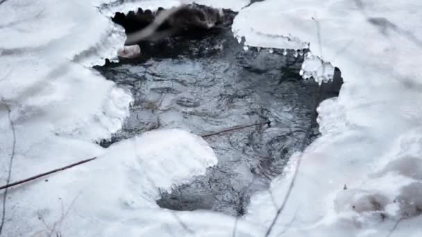 Зимой Река Течёт Льдом Ледяной Край Горной Реки Лед Тает — стоковое видео