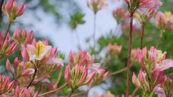 Roseshell Azalea Bloom Rhododendron Prinophyllum Flowers Blooming Rosy Pink — Stock Video