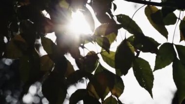 Sabahları açık yeşil yapraklar. Güneş ışınları kameraya düşer.