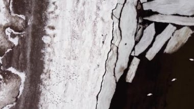 Yiyecek arayan beyaz kuğu sürüsüyle karlı sahil boyunca uçmak. Hava görünümü.