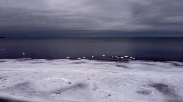 Volo Laterale Lungo Costa Innevata Con Uno Stormo Cigni Bianchi — Video Stock