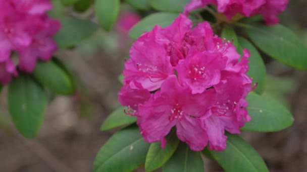 Kvetoucí Keř Růžového Rododendronu Detailní Záběr Kvetoucí Pelargonium — Stock video