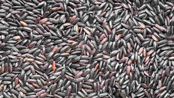 Yakın Plan Siyah Pirinç Tohumları Kuru Siyah Pirinç Soyut Arka — Stok video