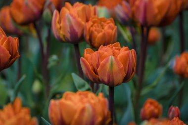 Mayısta baharda şehir parkında çiçek açan turuncu laleler. Canlı turuncu lale çiçeği.
