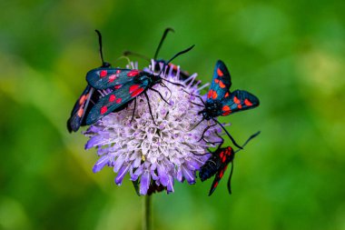 Çiçek üzerindeki bir grup burnet ya da orman güvesi. Tesisteki böcekler. Yaz kelebekleri ormancılar.
