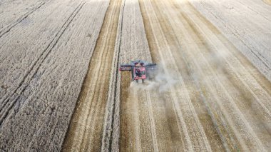 Havadan hasat görüntüsü. Kırmızı Kombine hasat makinesi güneşli bir günde tarlada buğday hasat eder..