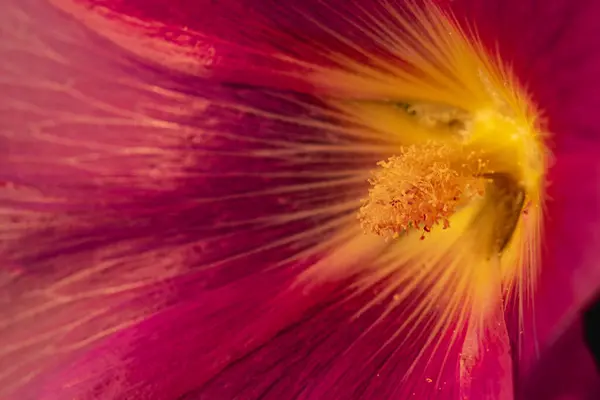 Makroaufnahme Einer Blume Garten Stempel Und Staubgefäße Nahaufnahme — Stockfoto