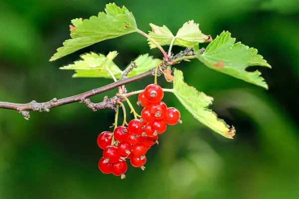 Bunches Red Berries Currant Bush Garden Season — Stock Photo, Image