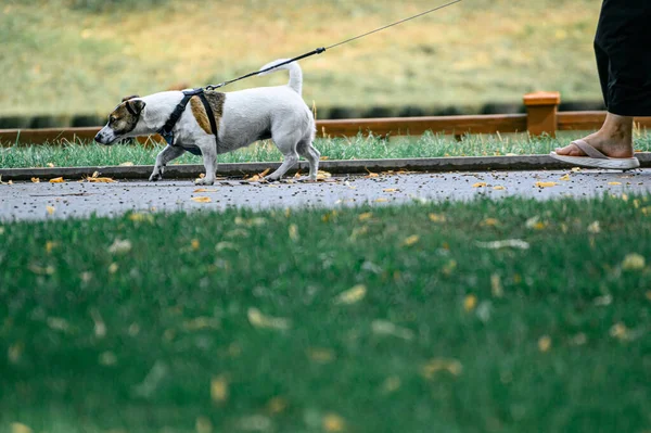 Собака Гуляет Поводке Парке Парень Собакой Гуляет Парке — стоковое фото
