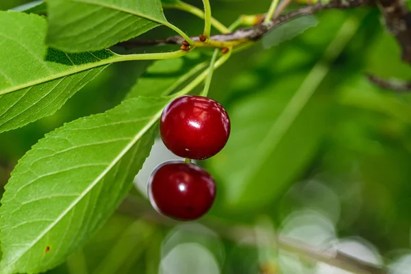 Cherries Cherry Tree Summer Ripe Cherry Close Selective Focus — Stock Photo, Image