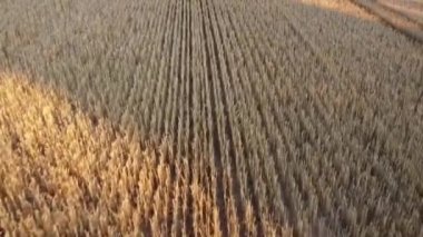 Buğday tarlalarının en üst görüntüsü. Gün batımında olgunlaşmış buğday üzerinde uçmak. Hava görünümü.