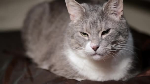 Chat Gris Potelé Somnolant Sur Canapé Après Heure Dîner Muselière — Video