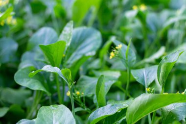 Kanton lehçesi kışın sarı açar..