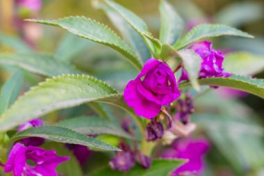 Mor Bahçe Balsam Impatiens Balsamina Linn çiçeği bahçede